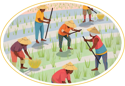 Grown by Tribal Farmers - Buy Organic rice online