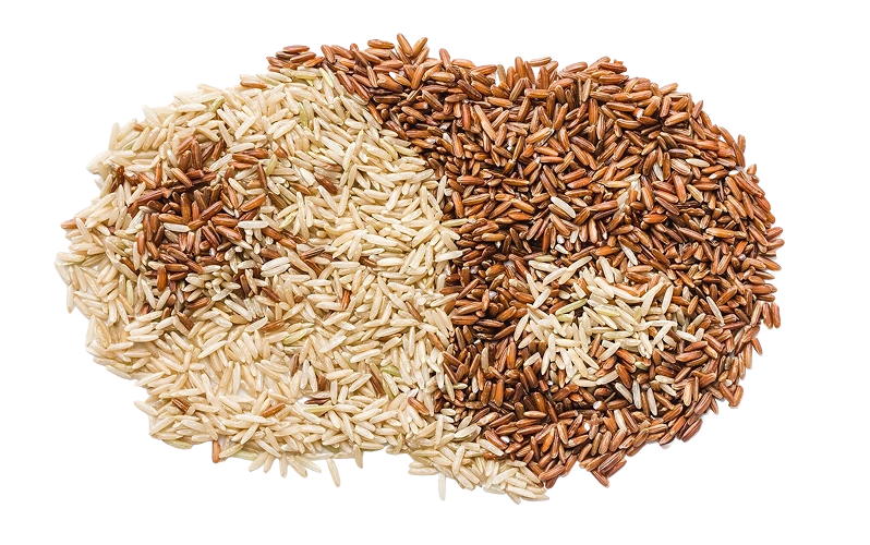 Rice vs Wheat